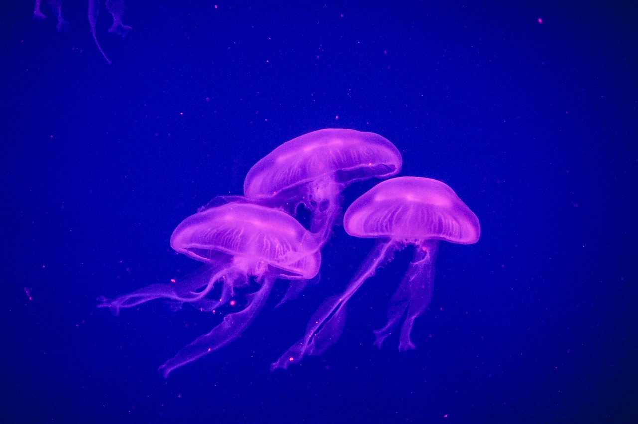 石嘴山水族館（張家口水族館在哪） 黃金河虎魚 第2張