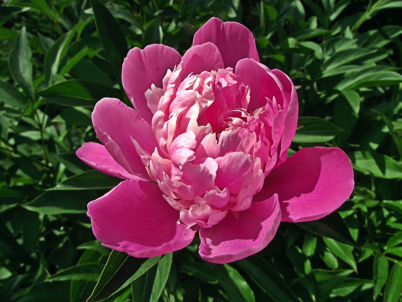 蚌埠市龍子湖區(qū)芳繽花卉園（蚌埠花卉科技園） 全國水族館企業(yè)名錄 第2張