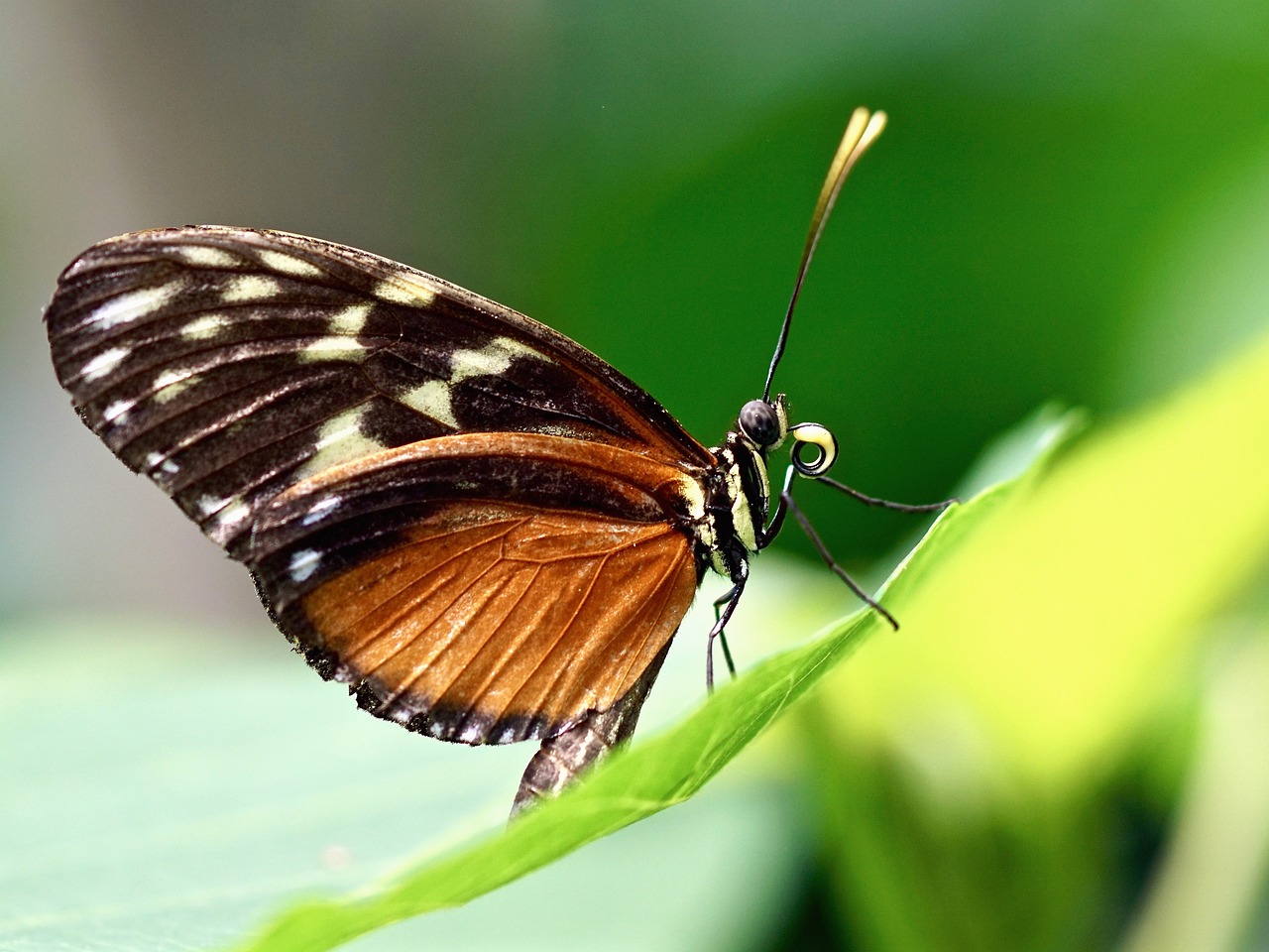 關(guān)刀魚可以和什么魚混養(yǎng)呢圖片（關(guān)刀魚可以和小型熱帶魚混養(yǎng)嗎） 青龍魚 第2張