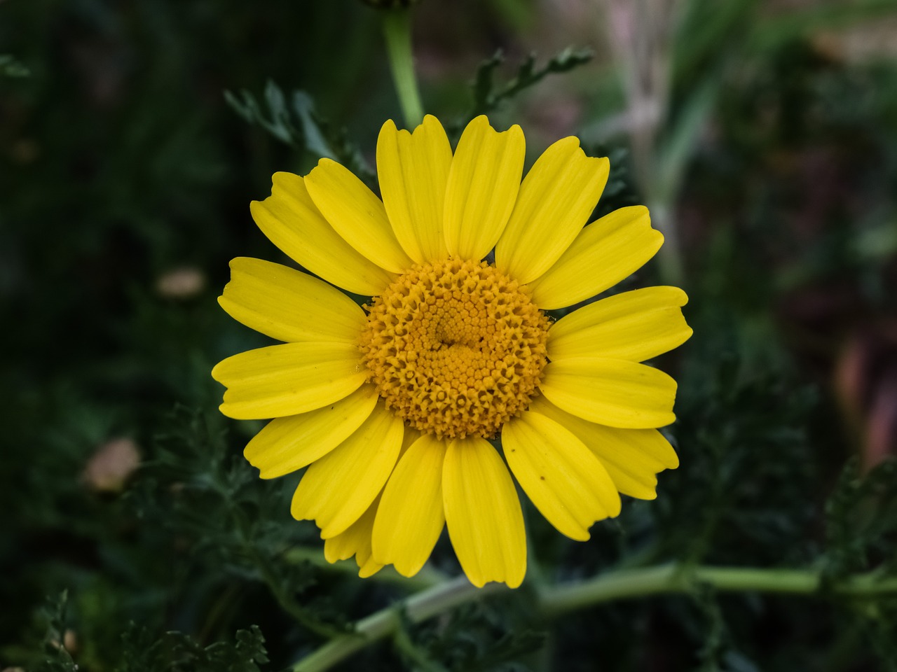 煙臺開發(fā)區(qū)百合花花屋（煙臺開發(fā)區(qū)百合花花屋電話）