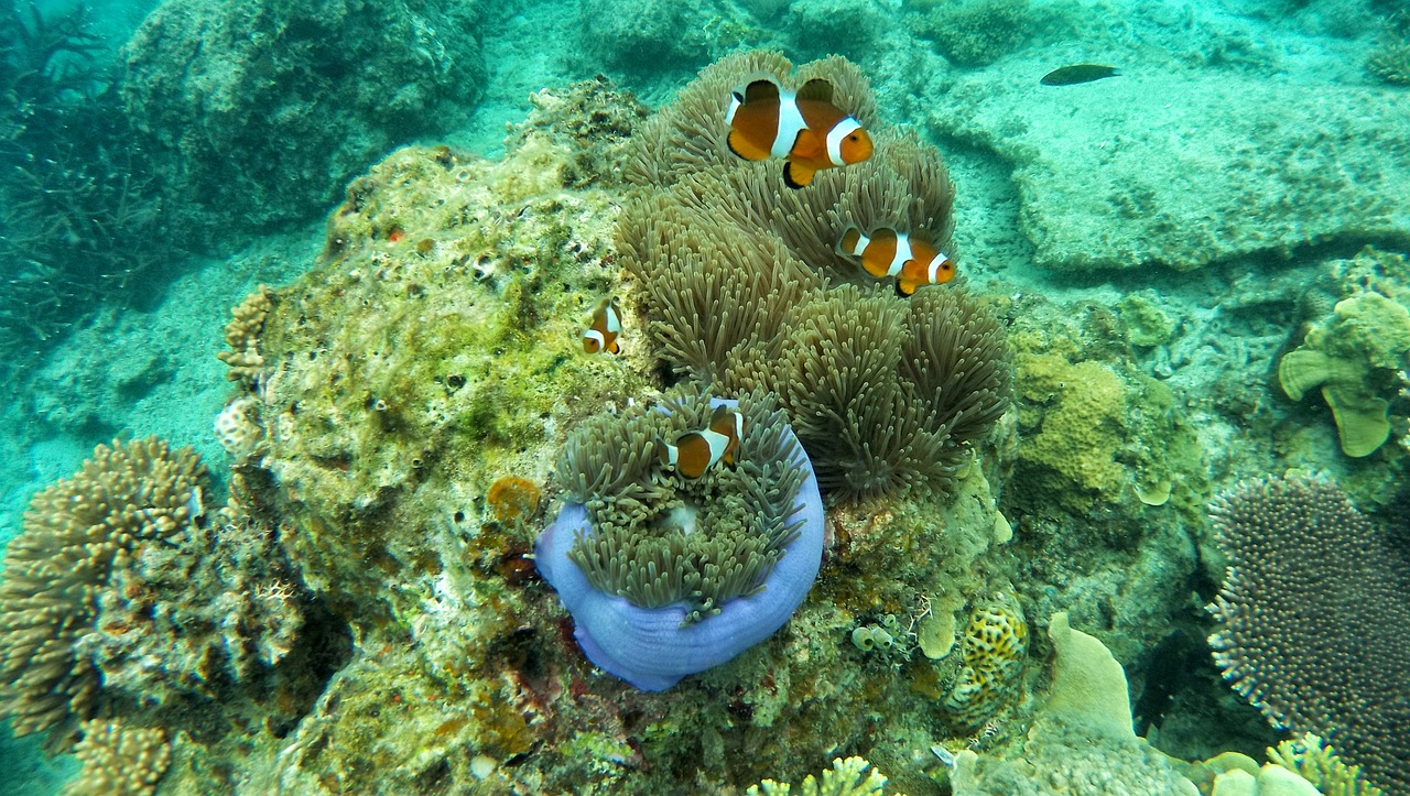 一個(gè)魚缸兩條龍魚可以嗎_（一個(gè)缸里可以養(yǎng)兩條龍魚嗎）