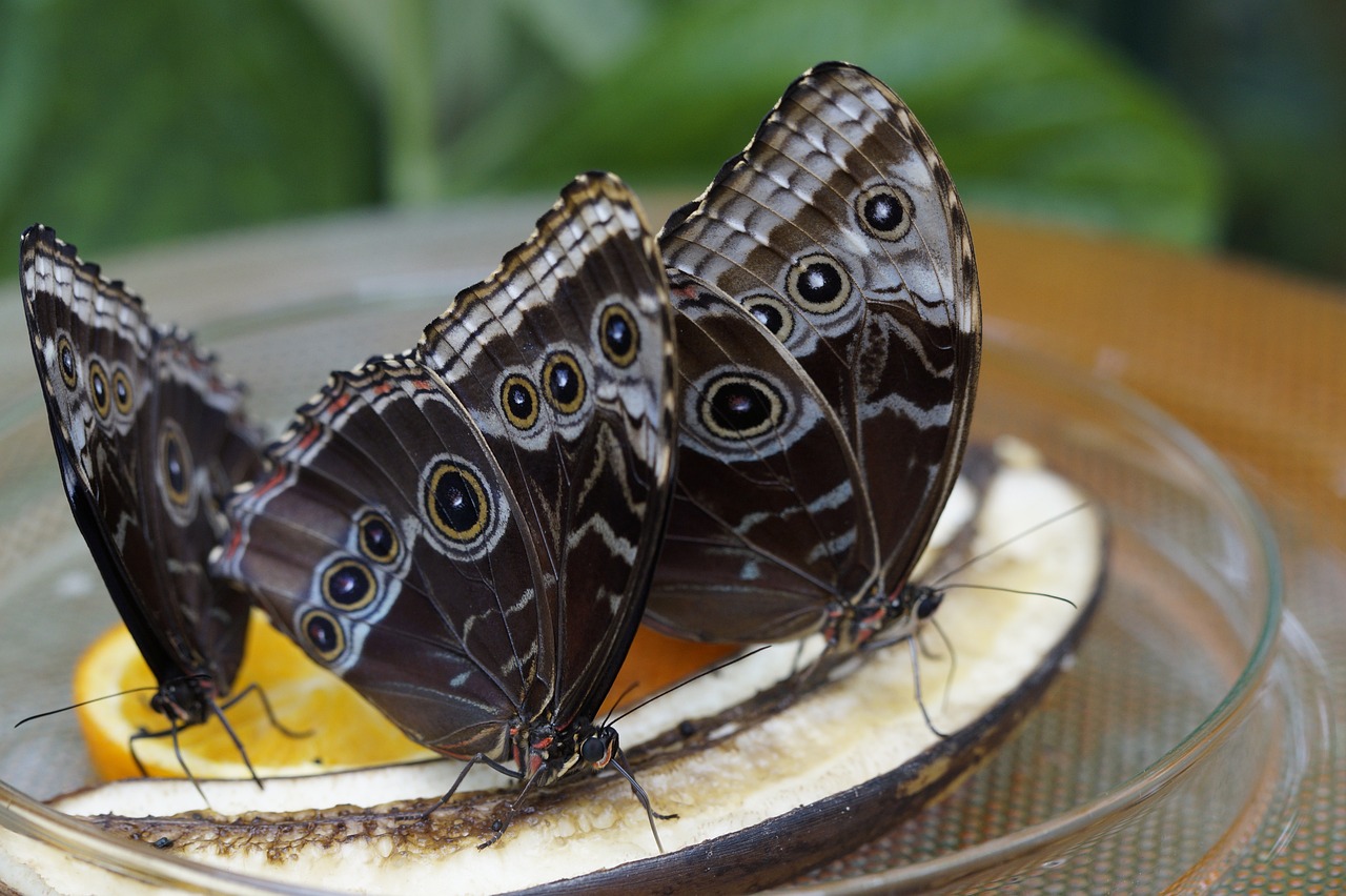 黃南藏族自治州水族維護(hù)的簡單介紹 養(yǎng)魚知識 第2張