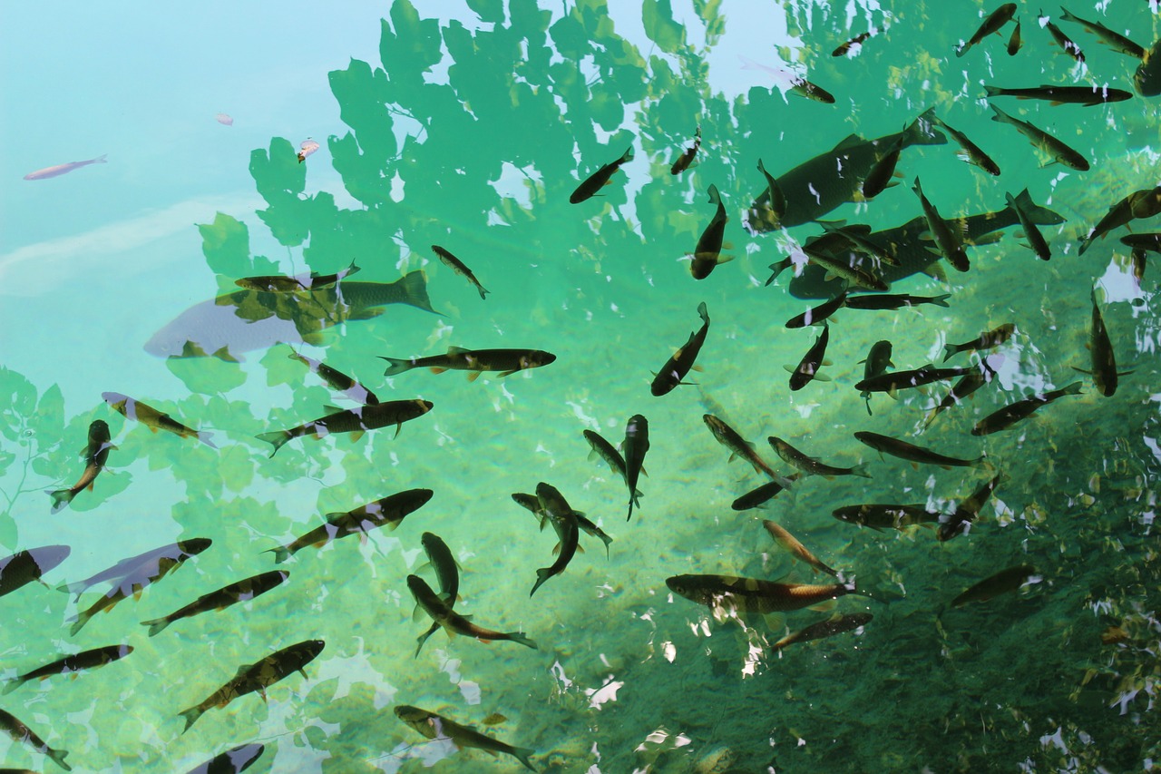 小型魚缸造景怎么造，東莞海景坊魚缸造景