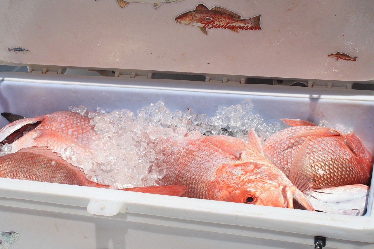 河里的紅鯉魚能釣嗎（野釣釣到紅鯉魚有哪些說法） 垂釣樂園 第4張