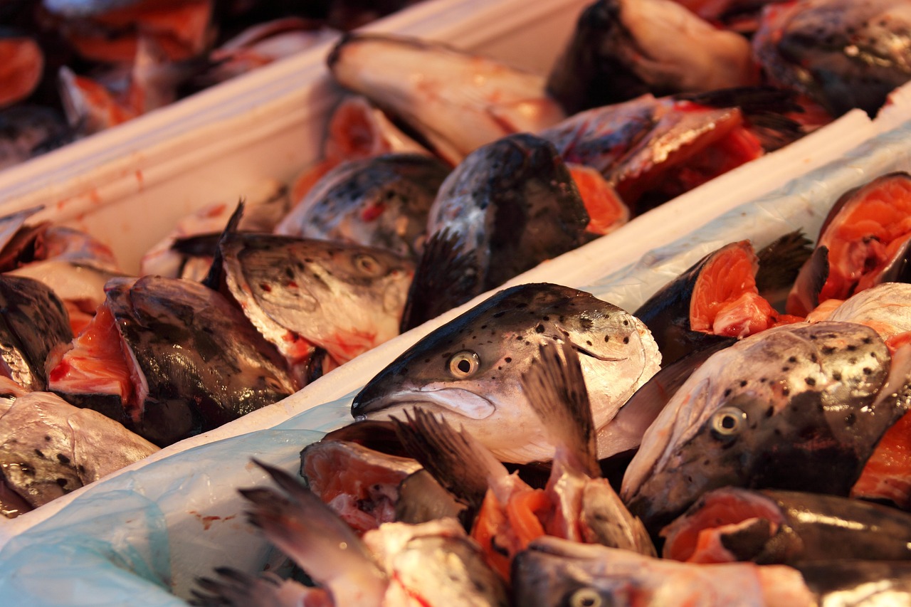 雷龍魚是淡水魚嗎還是海魚（雷龍魚是淡水魚嗎還是海魚好）