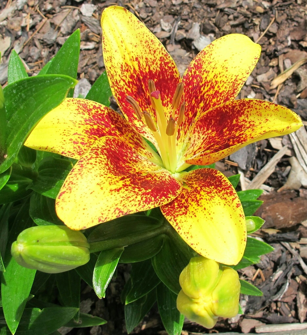 芝罘區(qū)金百合花屋（金百合鮮花店怎么樣）