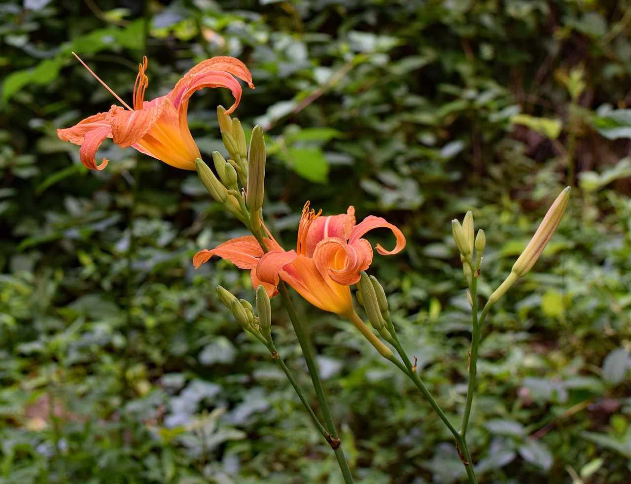 芝罘區(qū)金百合花屋（金百合鮮花店怎么樣）