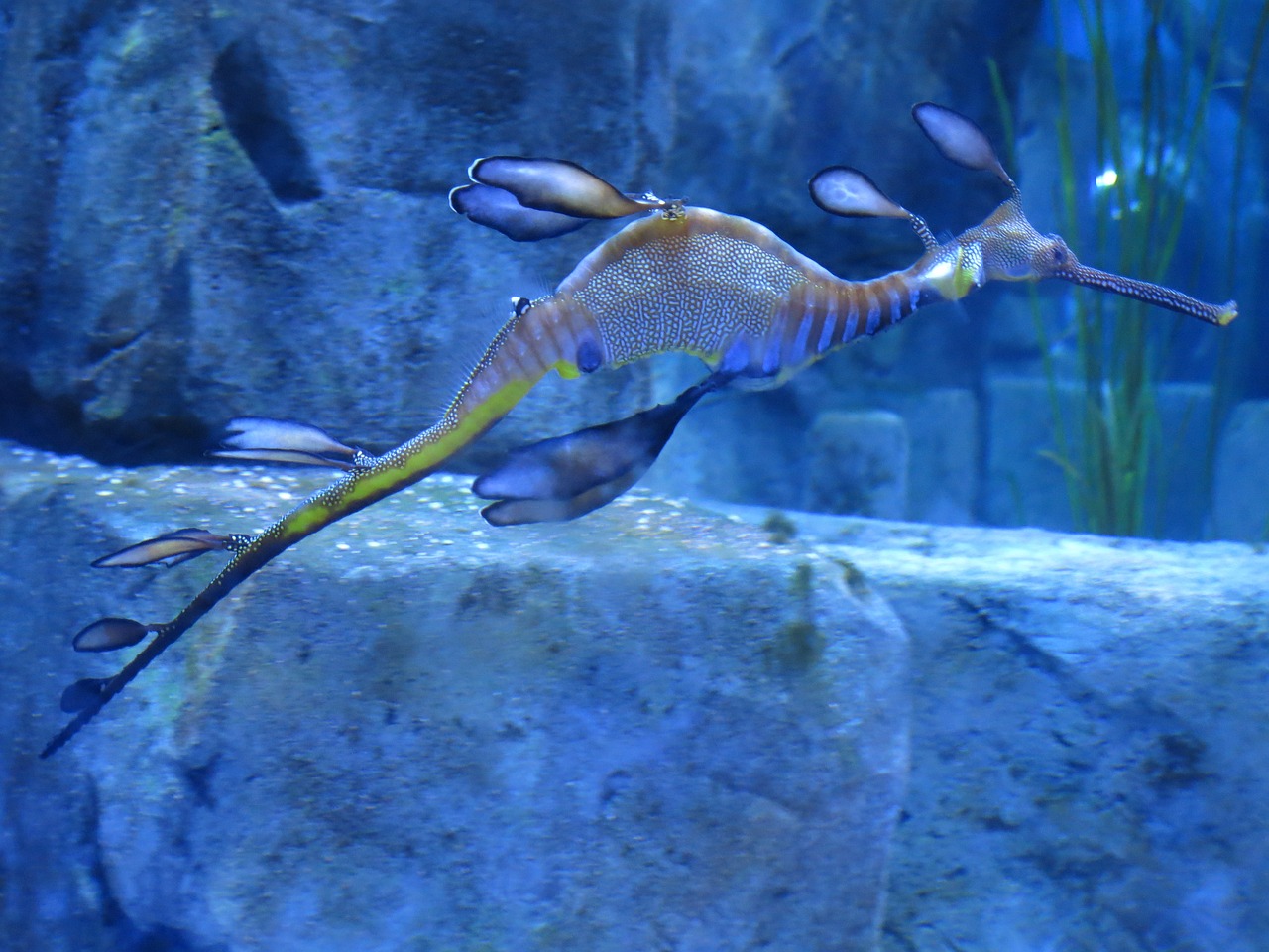 漠河水族館（漠河游泳館）