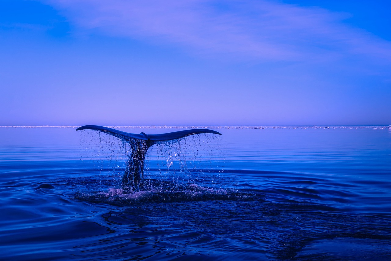 熱帶鯊魚(yú)觀賞魚(yú)幾元（熱帶鯊魚(yú)觀賞魚(yú)幾元一條） 觀賞魚(yú) 第1張