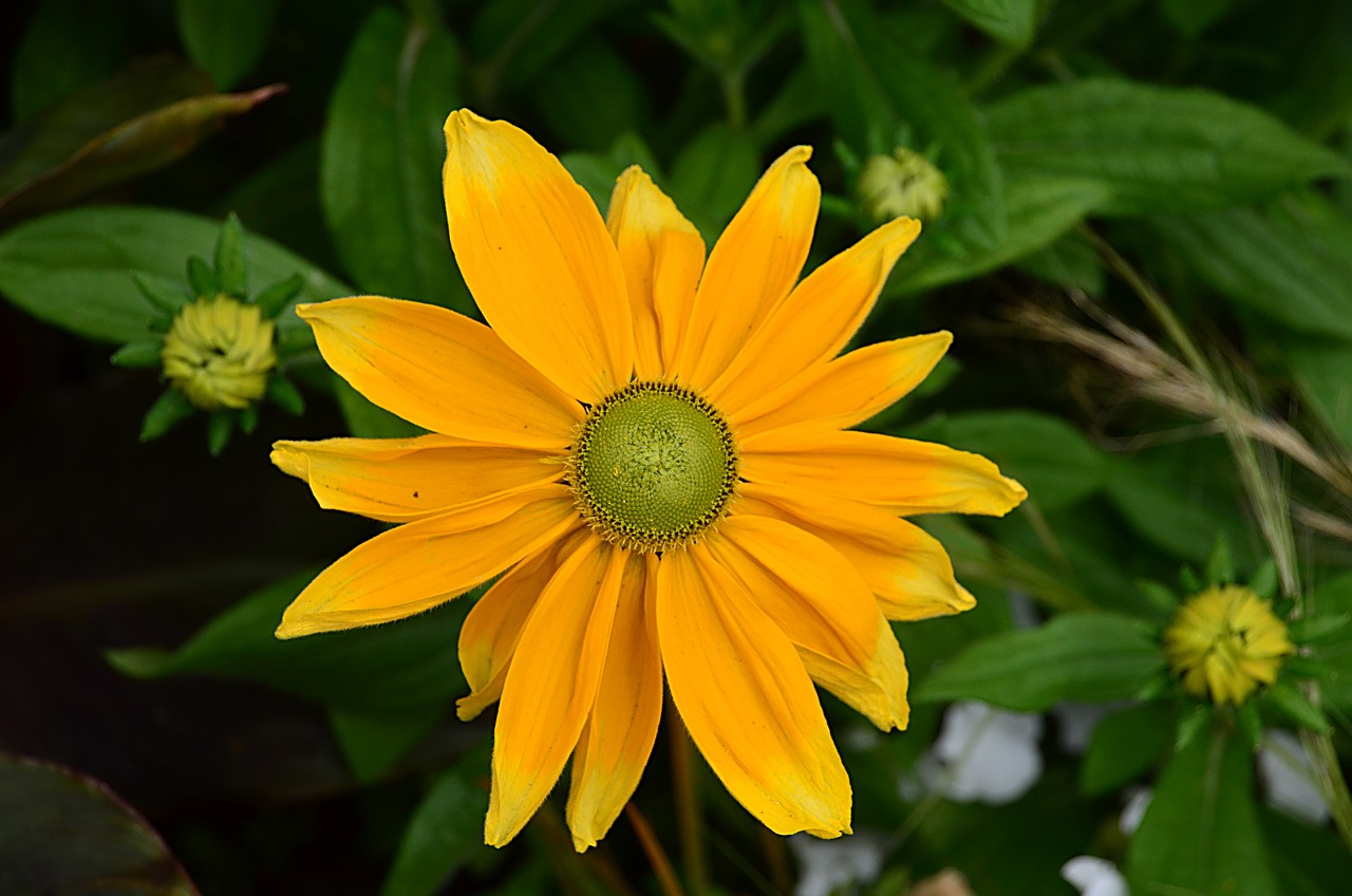 壽光市稻田鎮(zhèn)孚星花卉銷售中心（壽光市稻田鎮(zhèn)孚星花卉銷售中心電話）