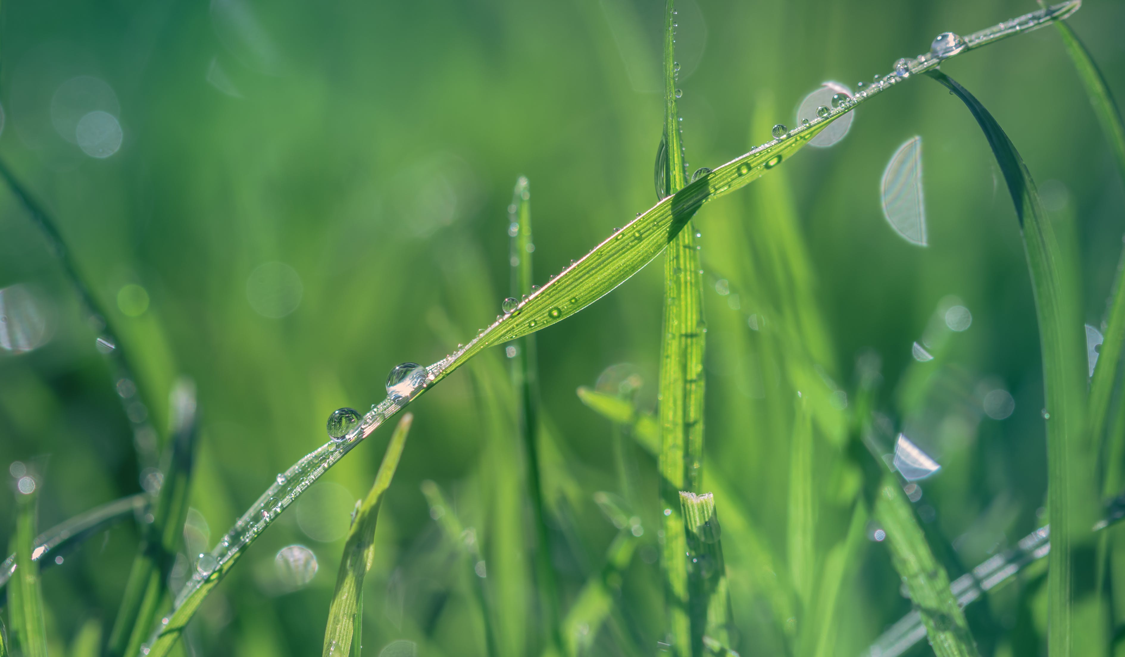 杜鵑根造景詳解附水草分布