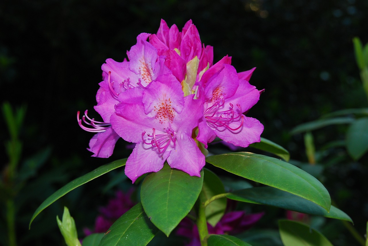 金秀縣金秀鎮(zhèn)花兒朵朵開（金花朵朵開歌曲） 全國(guó)水族館企業(yè)名錄 第1張