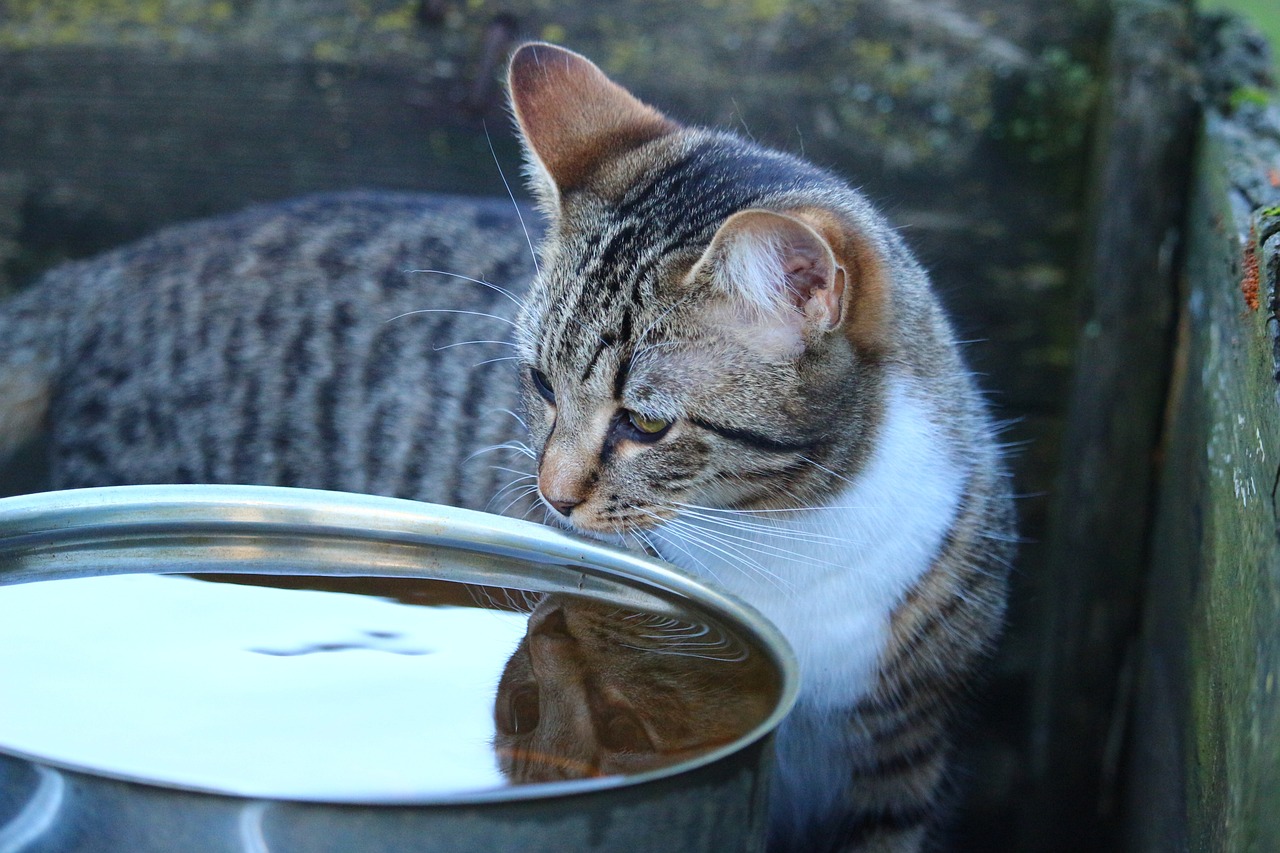 猜一猜這是準備干嘛 斯維尼關(guān)刀魚 第3張