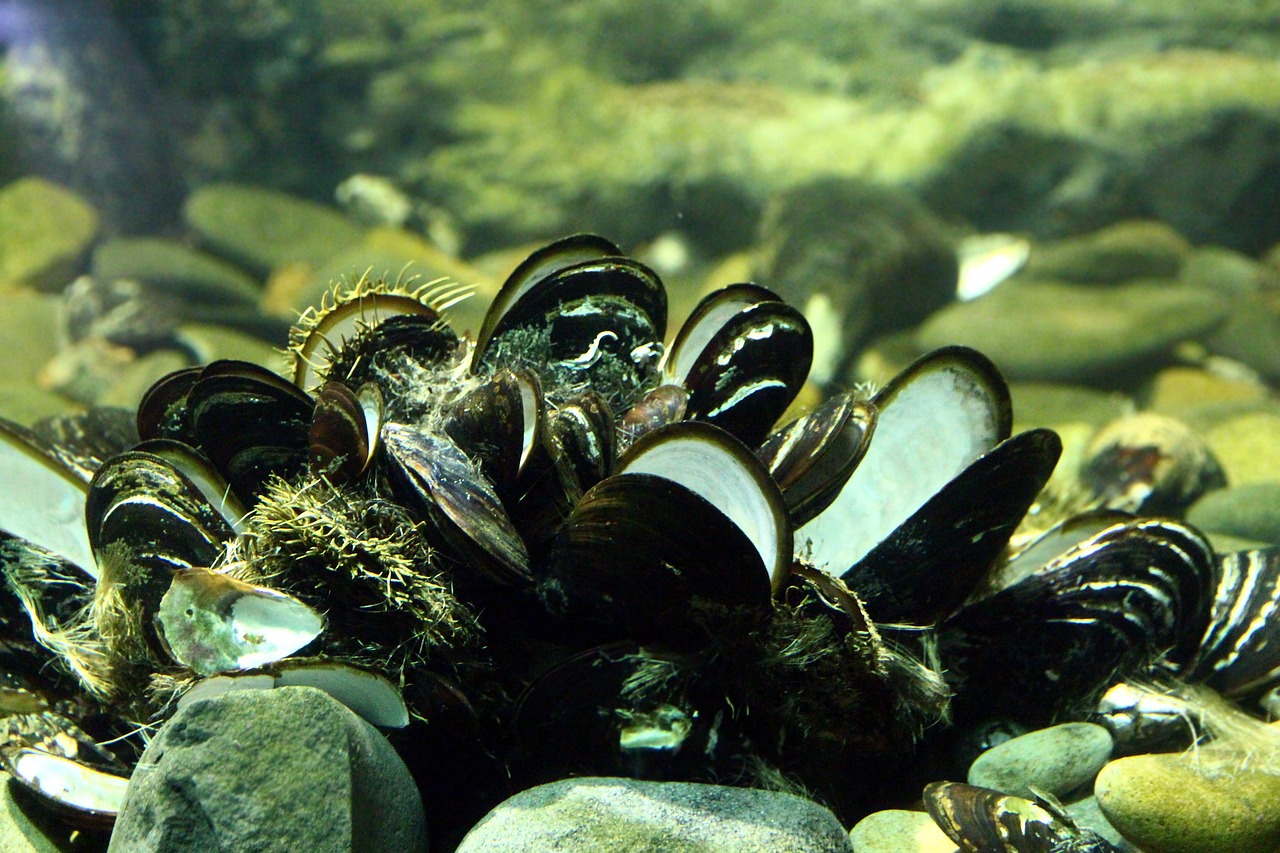 日照市東港區(qū)艷麗觀賞魚(yú)館（日照觀賞魚(yú)基地） 全國(guó)水族館企業(yè)名錄 第3張