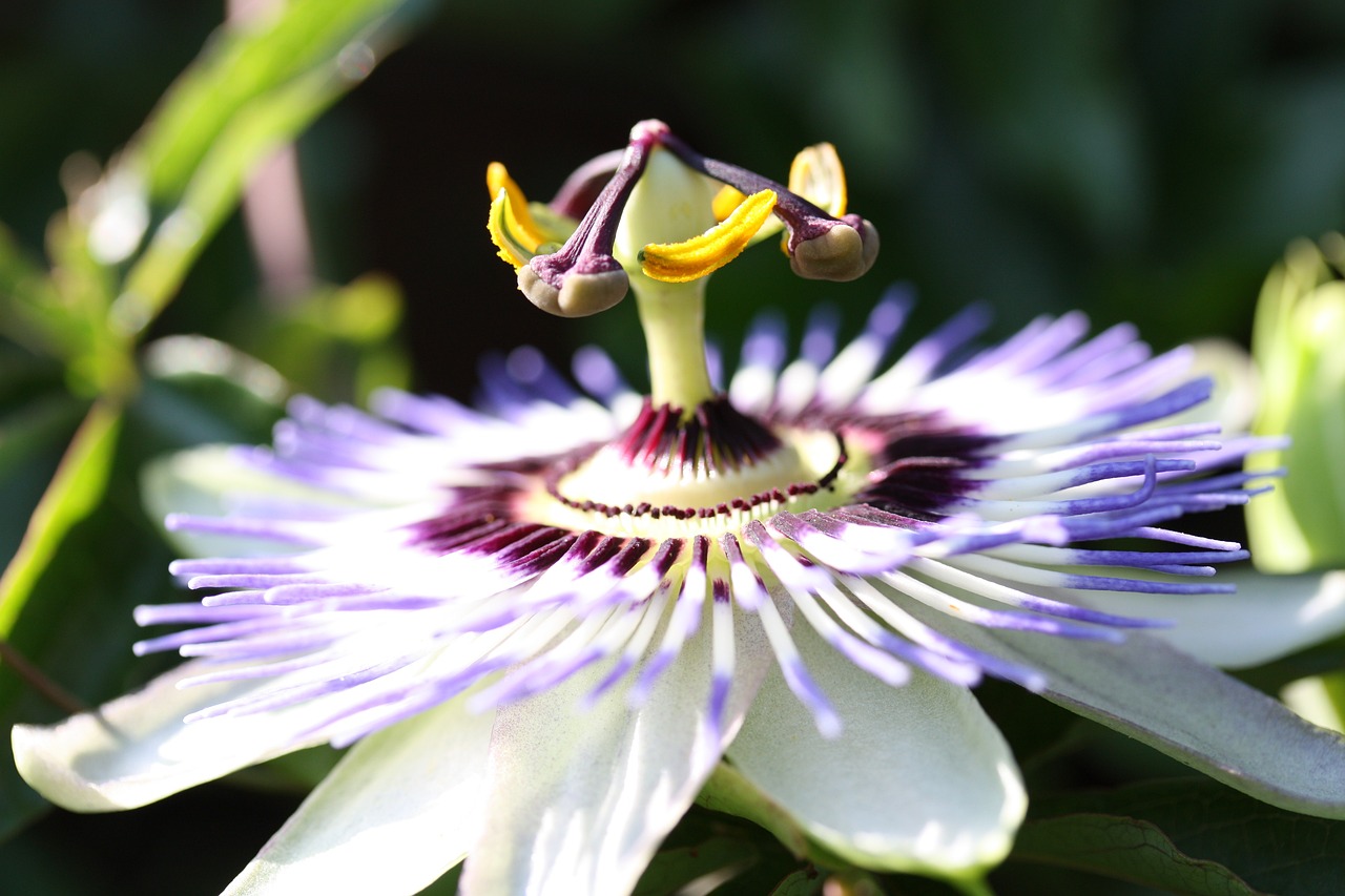 張北縣鳥(niǎo)魚(yú)花香花卉店（張北縣鳥(niǎo)魚(yú)花香花卉店電話）