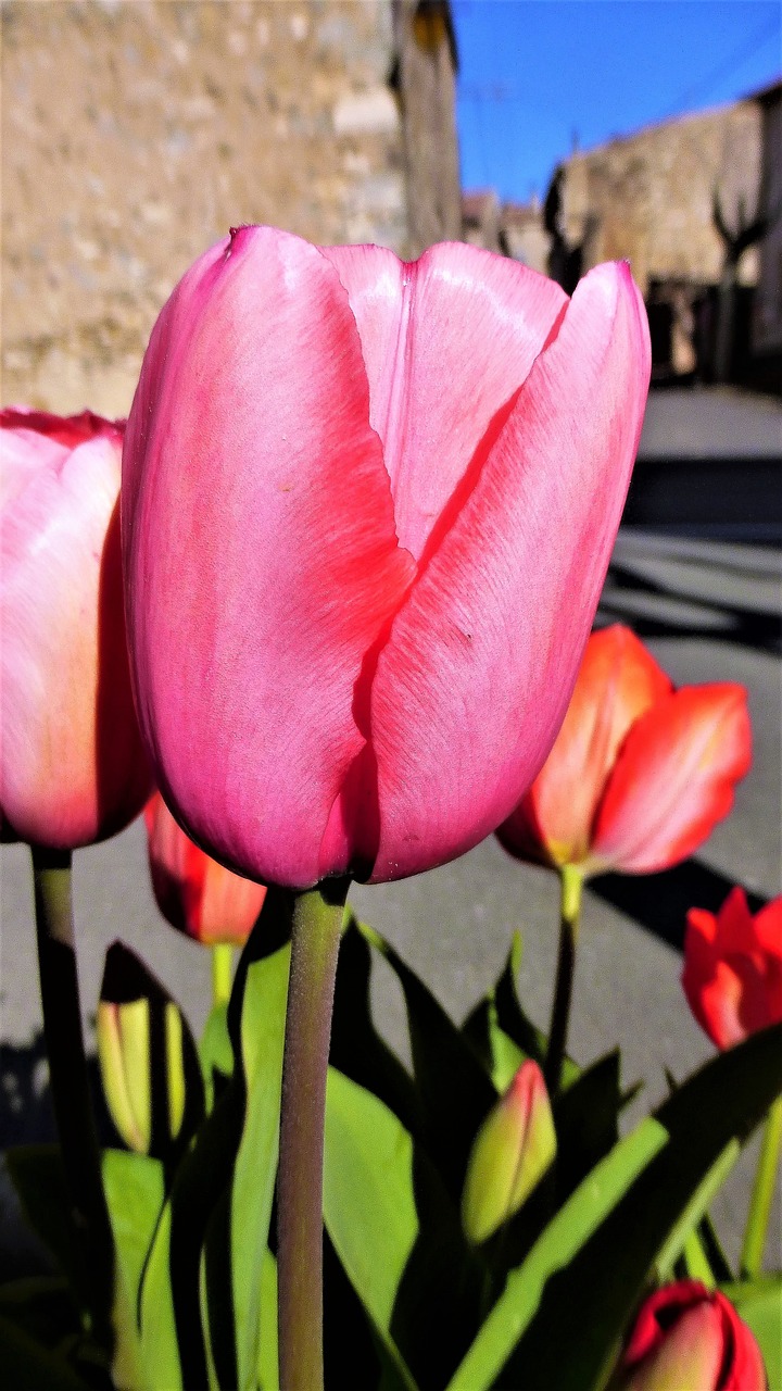 張北縣鳥(niǎo)魚(yú)花香花卉店（張北縣鳥(niǎo)魚(yú)花香花卉店電話）