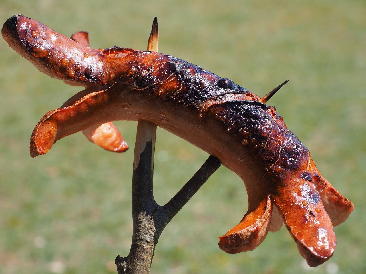 黑底養(yǎng)的金龍魚能吃嗎（黑底黑背景養(yǎng)金龍魚）