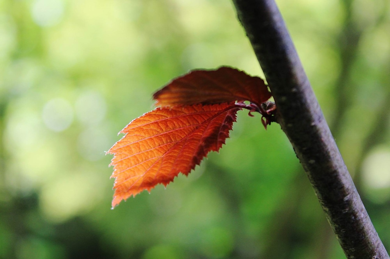 紅白色的金魚胸（全身銀白色的金魚） 奈及利亞紅圓點(diǎn)狗頭 第3張