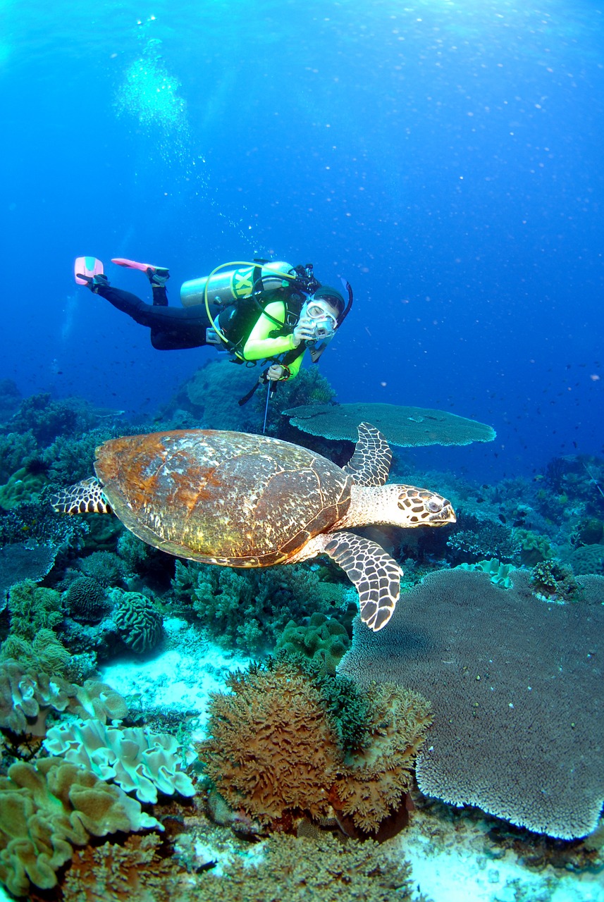 如何養(yǎng)好招財(cái)魚和地圖魚（如何養(yǎng)好招財(cái)魚和地圖魚視頻） 觀賞魚企業(yè)目錄 第2張