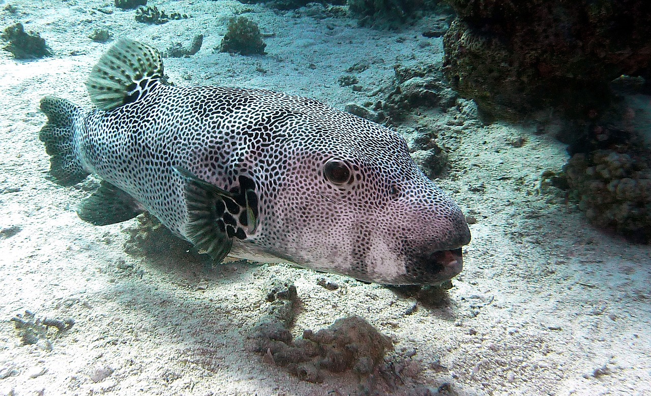 龍魚都有哪些種類的魚（龍魚都有哪些種類的魚）