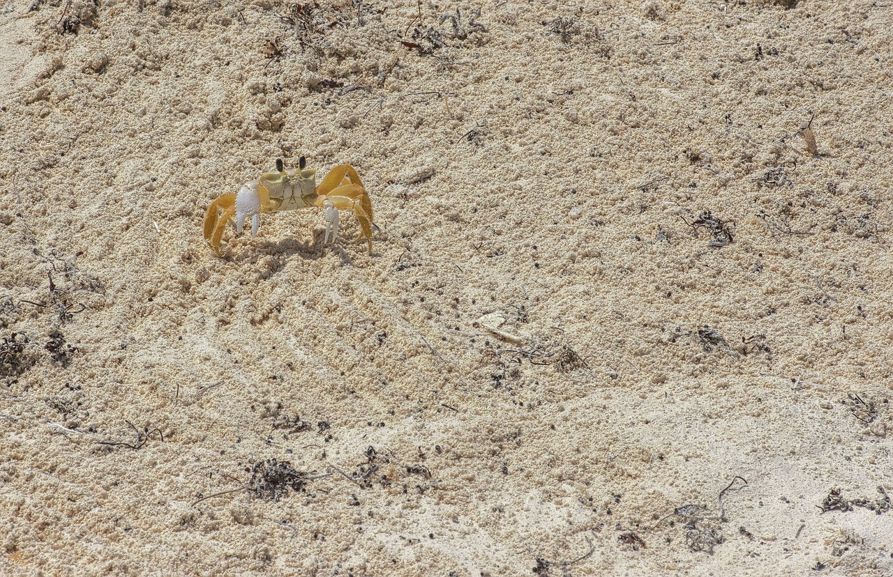 斑馬魚(yú)吃小斑馬魚(yú)嗎（大斑馬魚(yú)吃小斑馬魚(yú)嗎_） 帝王血鉆魚(yú) 第4張