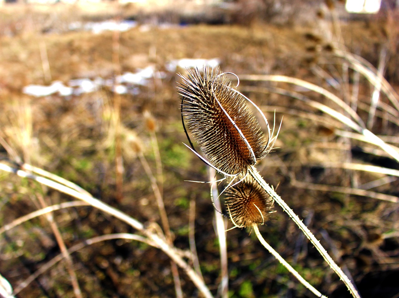 野生小魚(yú)苗怎么養(yǎng)殖（野生魚(yú)苗家里怎么養(yǎng)）