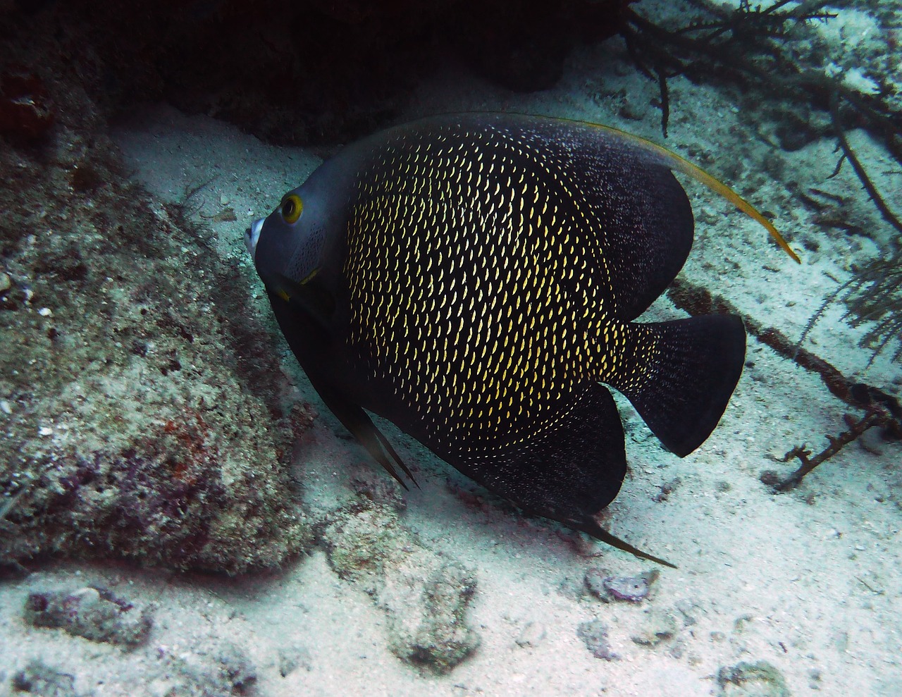 像沙里鉆還有什么魚(yú)（會(huì)鉆沙的魚(yú)）