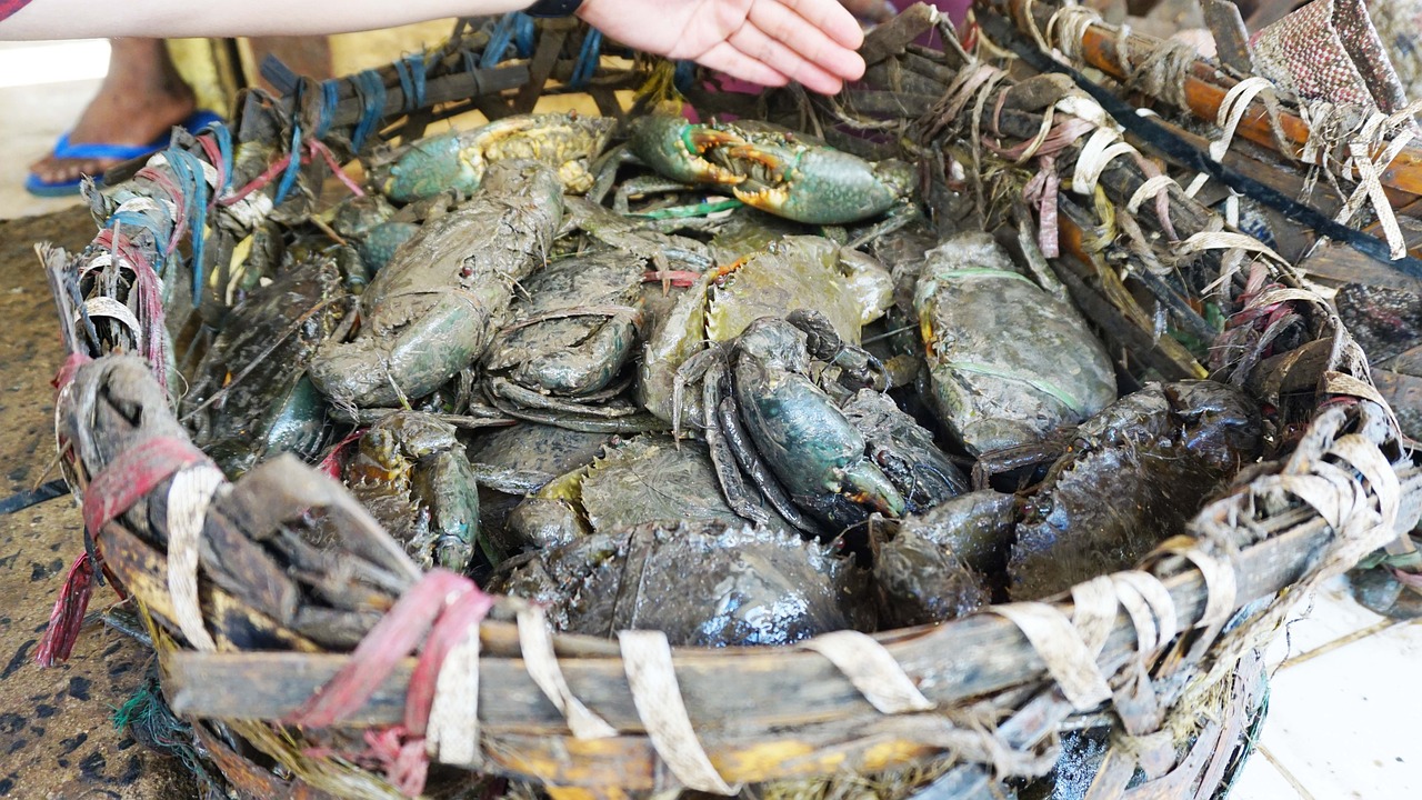 牡丹江觀賞魚食送貨到家（牡丹江賣觀賞魚的地方）