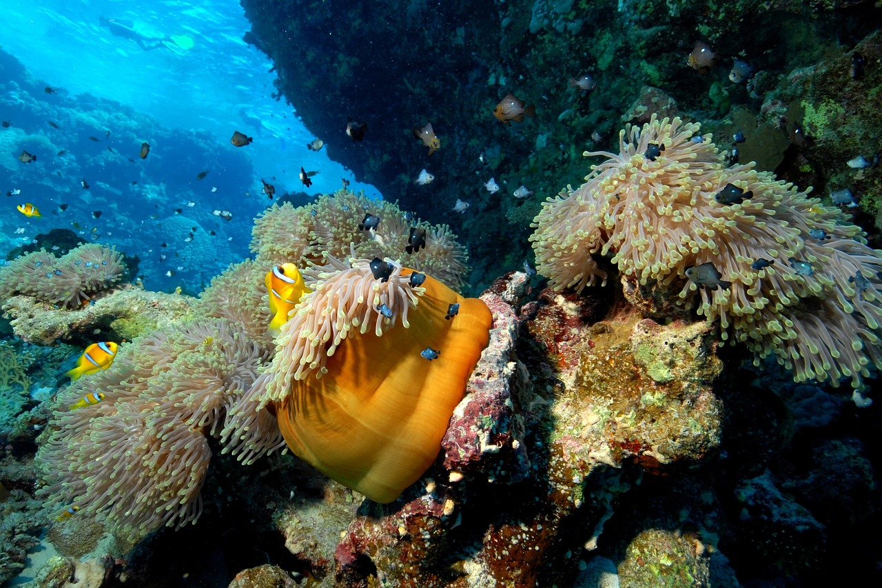 邯鄲水族之家