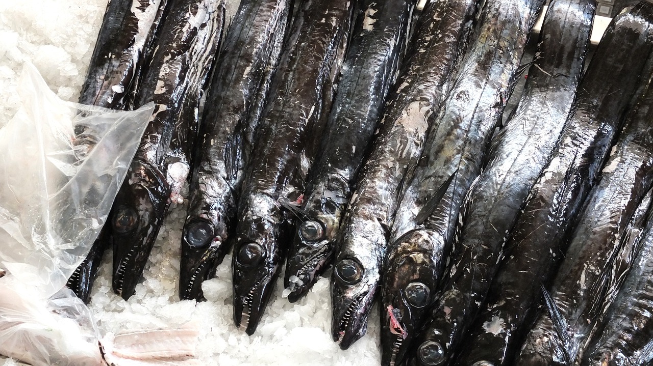 黑色深海魚是什么魚類（黑色的深海魚叫什么魚） 彩鰈魚缸（彩蝶魚缸） 第1張