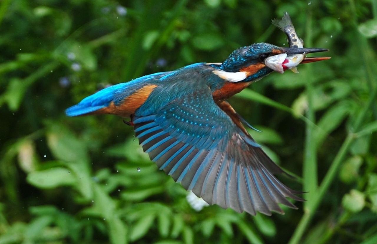 成年鸚鵡魚(yú)一天喂一次行嗎（成年鸚鵡魚(yú)一天喂一次行嗎） 鸚鵡魚(yú) 第4張