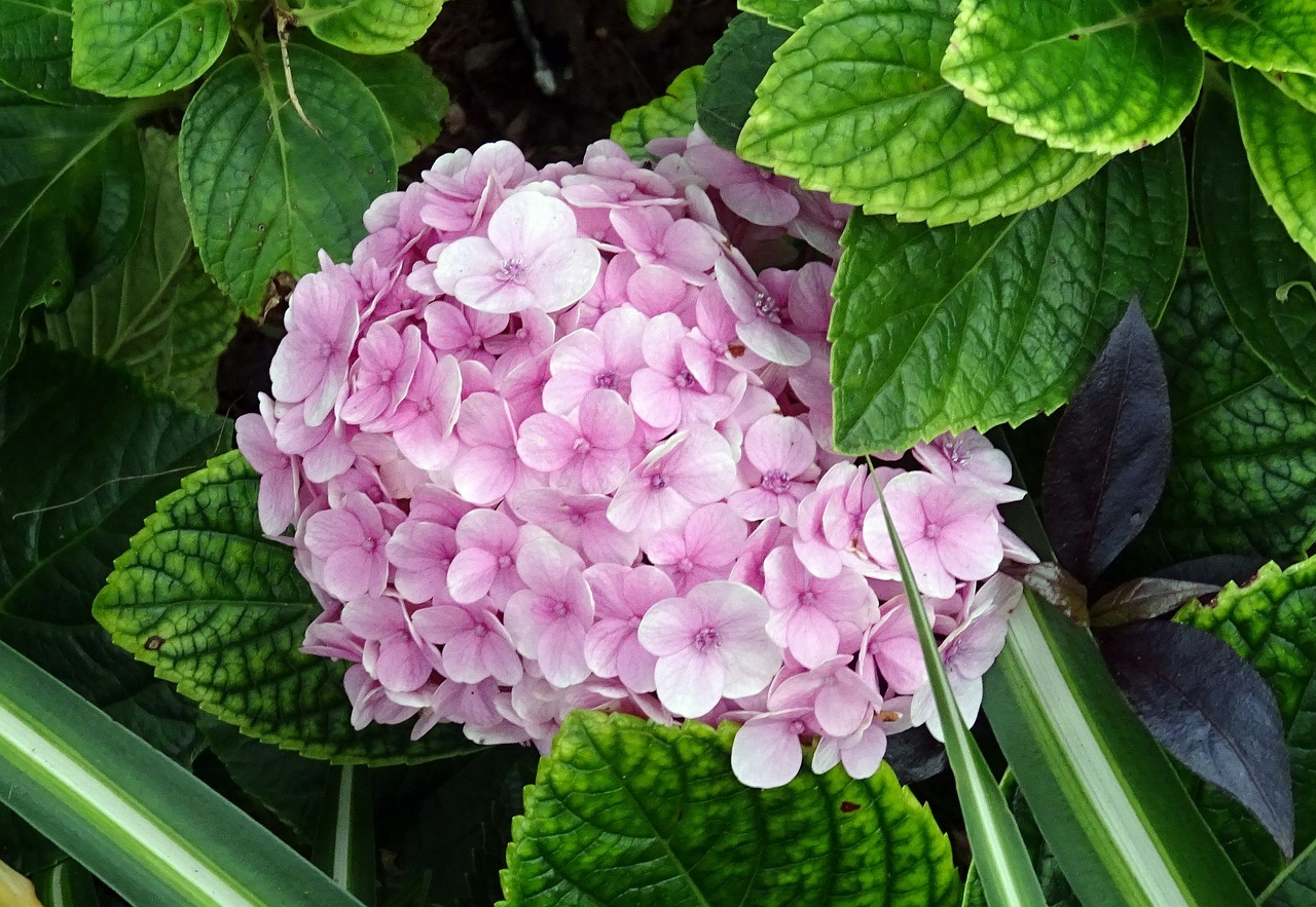 鄯善縣雙子花卉店（鄯善縣雙子花卉店電話）