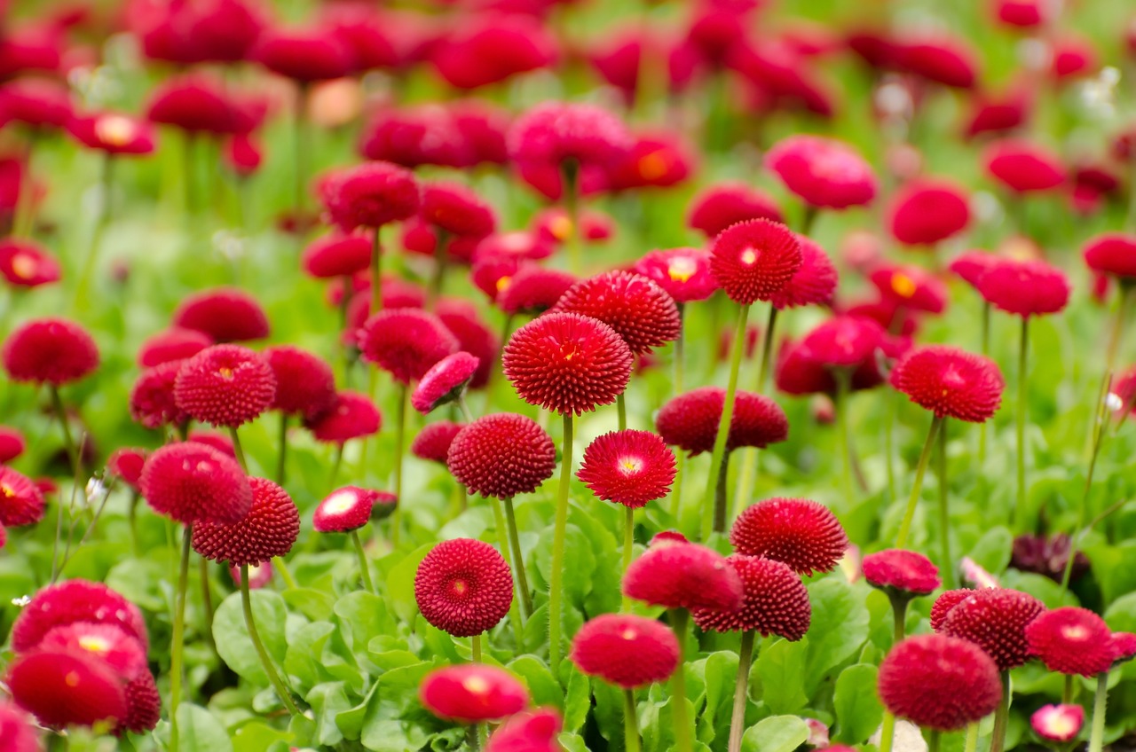 韓城市新城區(qū)植彩坊花卉中心（韓城市新城區(qū)植彩坊花卉中心電話(huà)）