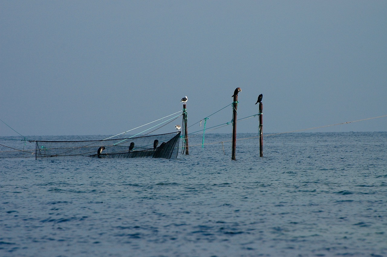 郾城區(qū)沙北夢里水鄉(xiāng)特種養(yǎng)魚廠 全國水族館企業(yè)名錄 第1張