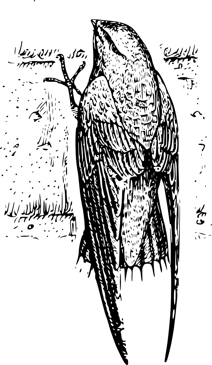 雙線魚(yú)咬龍魚(yú)尾巴（龍魚(yú)咬尾巴持續(xù)多久） 古典過(guò)背金龍魚(yú) 第3張