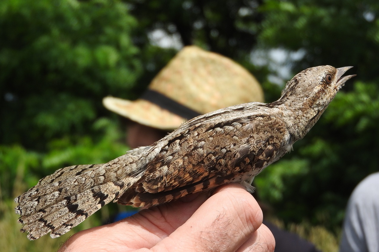 巧克力七彩雷龍魚能長多大（七彩雷龍和巧克力雷龍是一個(gè)品種嗎）