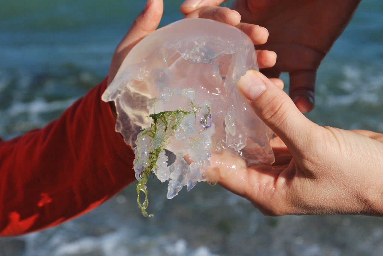 羅漢魚小魚苗怎么養(yǎng)好（羅漢魚苗怎么飼養(yǎng)） 羅漢魚 第2張