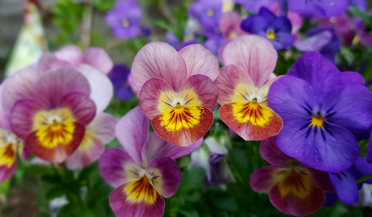 義龍試驗區(qū)鳥語花香花卉坊（義龍試驗區(qū)鳥語花香花卉坊在哪里） 全國水族館企業(yè)名錄 第1張