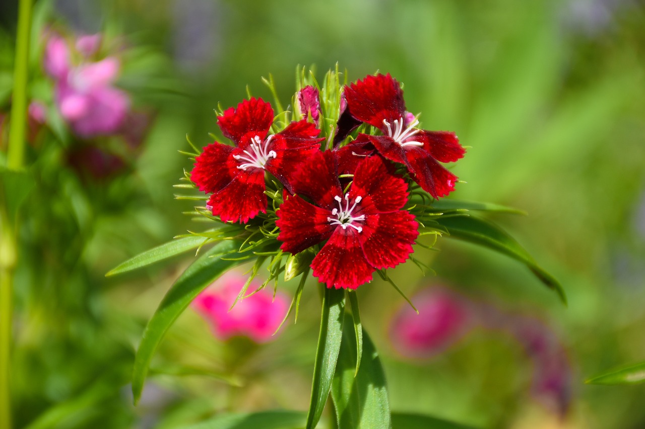 義龍試驗區(qū)鳥語花香花卉坊（義龍試驗區(qū)鳥語花香花卉坊在哪里） 全國水族館企業(yè)名錄 第3張