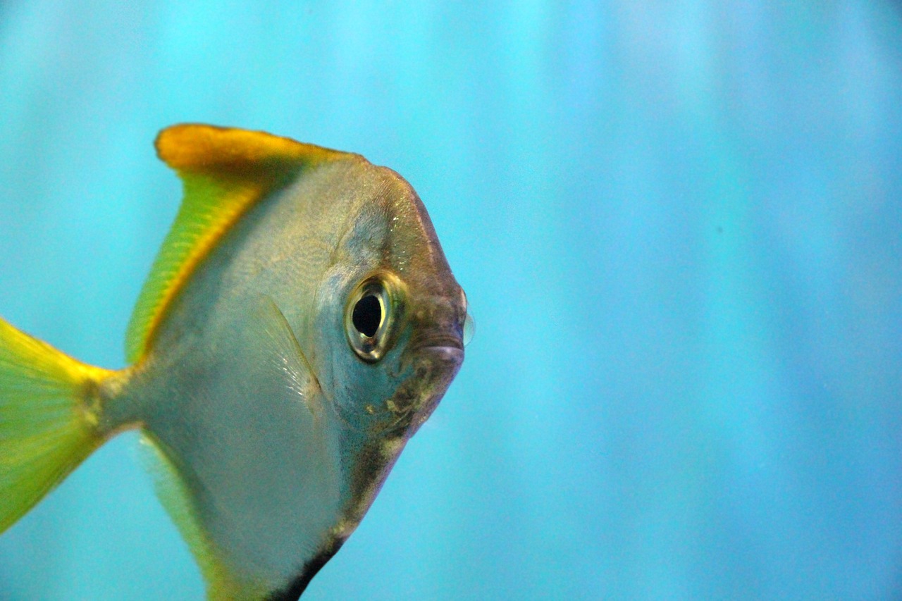 焦作水族館清早起來喂魚伊藤Em菌泡食喂