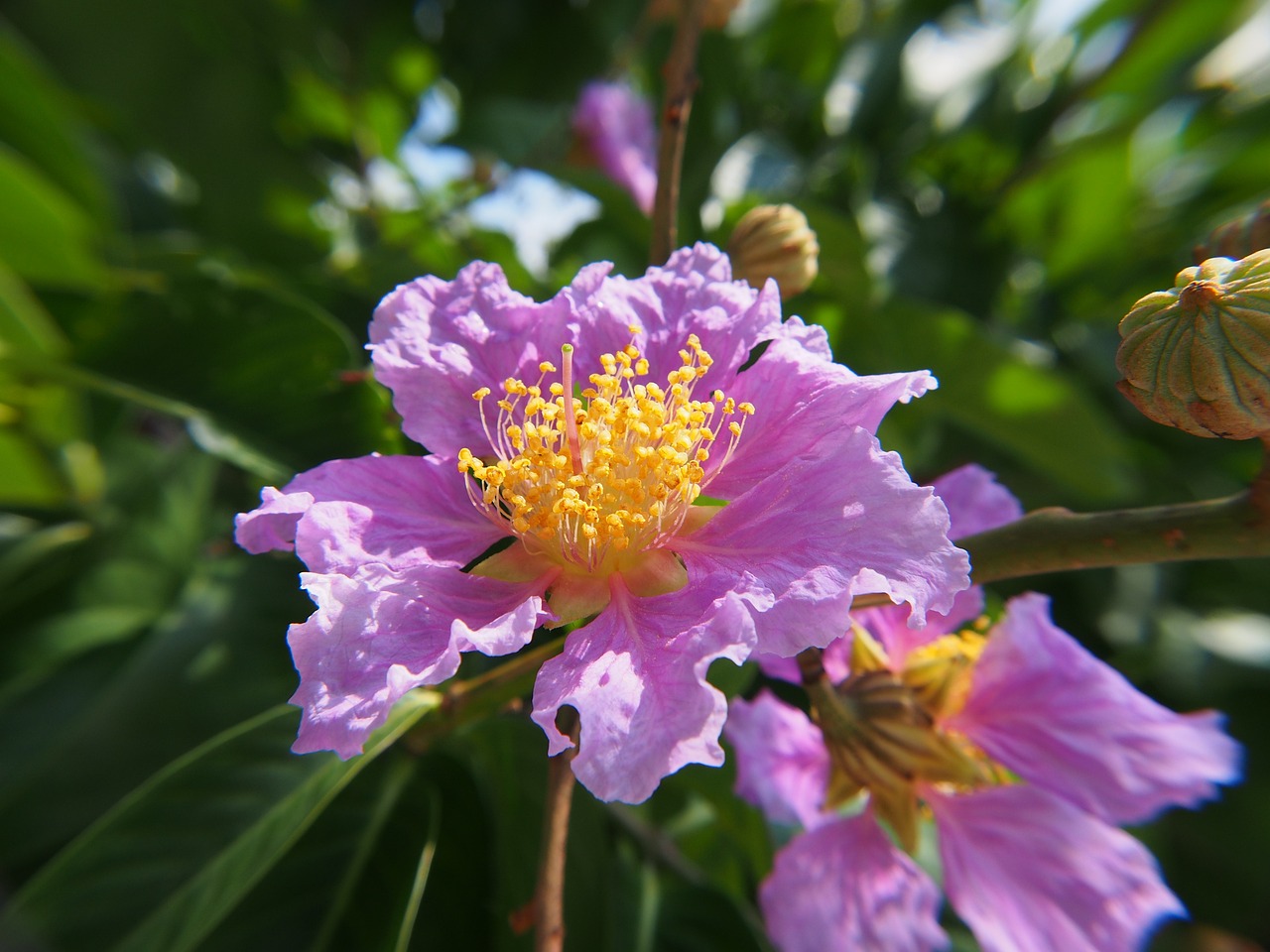 西區(qū)紫薇花卉店（西區(qū)紫薇花卉店地址） 全國水族館企業(yè)名錄 第1張