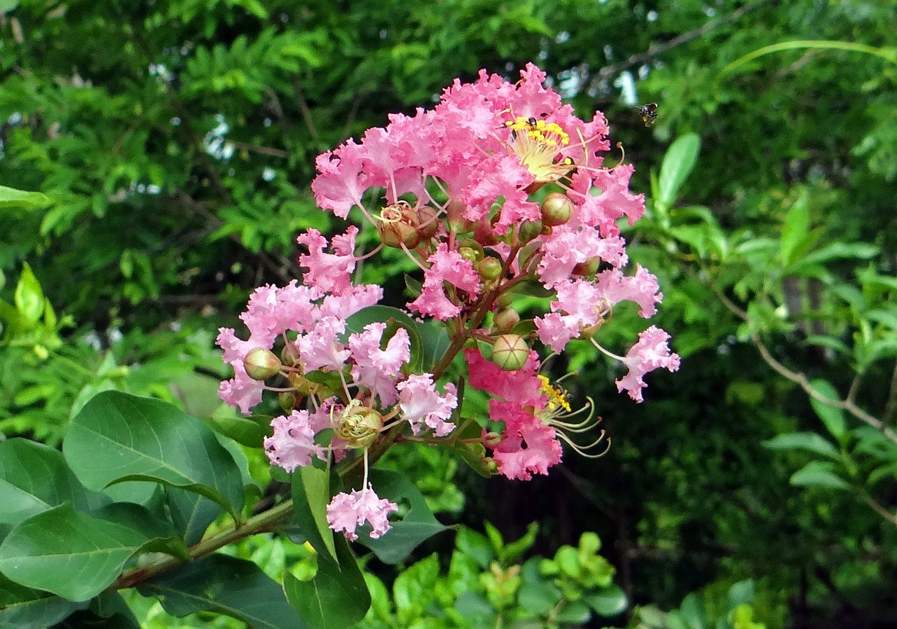 西區(qū)紫薇花卉店（西區(qū)紫薇花卉店地址） 全國水族館企業(yè)名錄 第2張