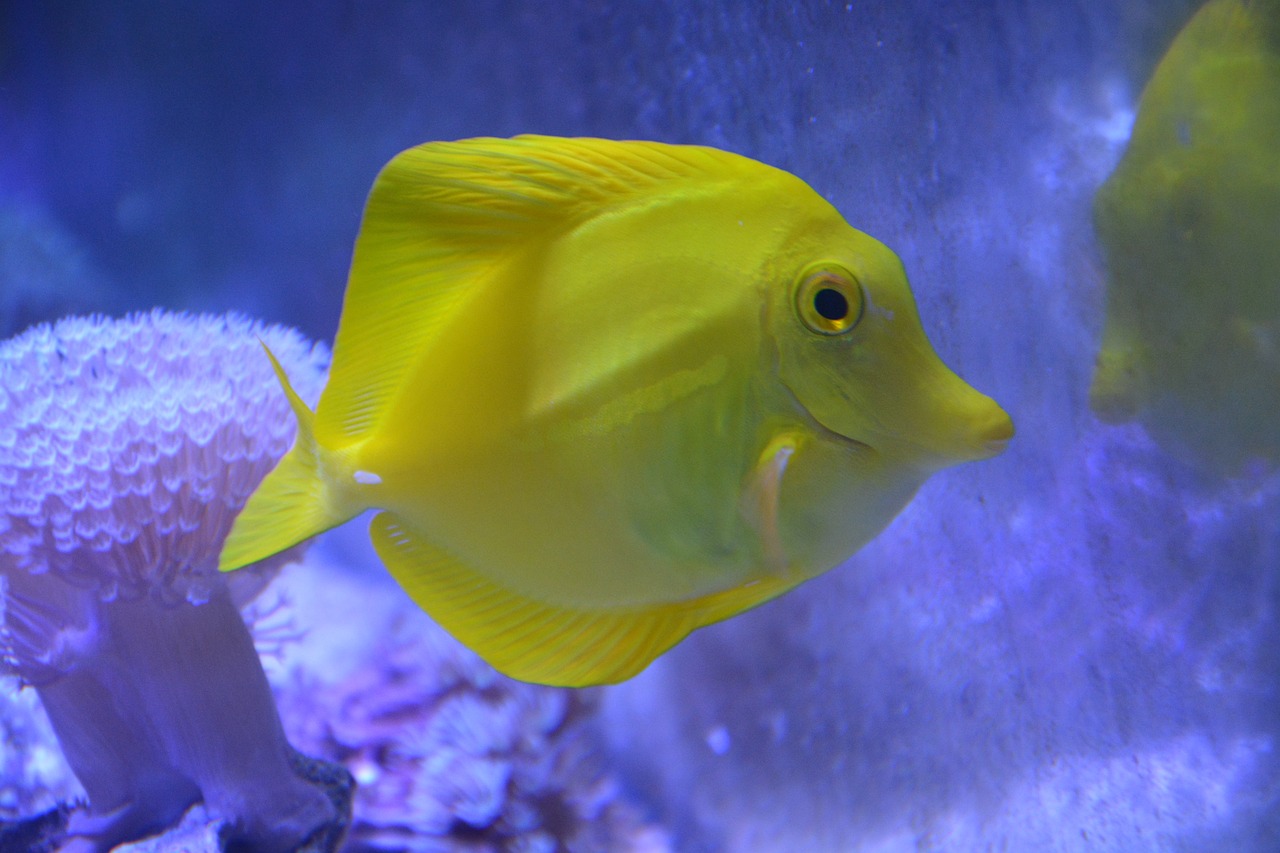 安丘市魚寶貝水族館