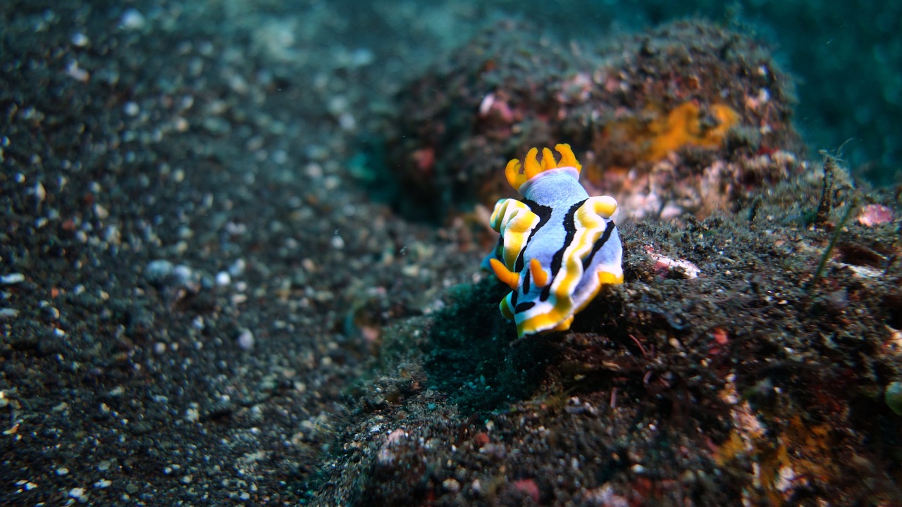 龍魚缸改海水缸（龍魚缸改海水缸怎么改） 高背金龍魚 第1張