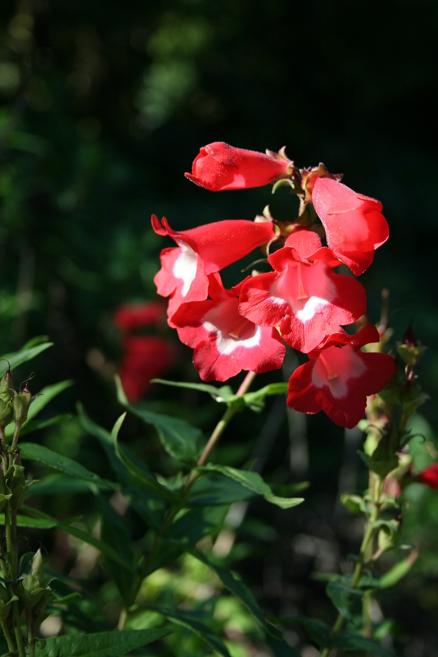 大慶市紅崗區(qū)花閣花卉（大慶市紅崗區(qū)花閣花卉市場） 全國水族館企業(yè)名錄 第3張