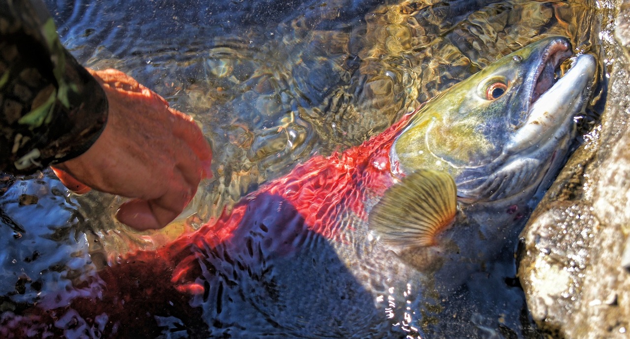 大鯨魚小鯨魚圖片（大頭鯨魚圖片） 和尚魚 第1張