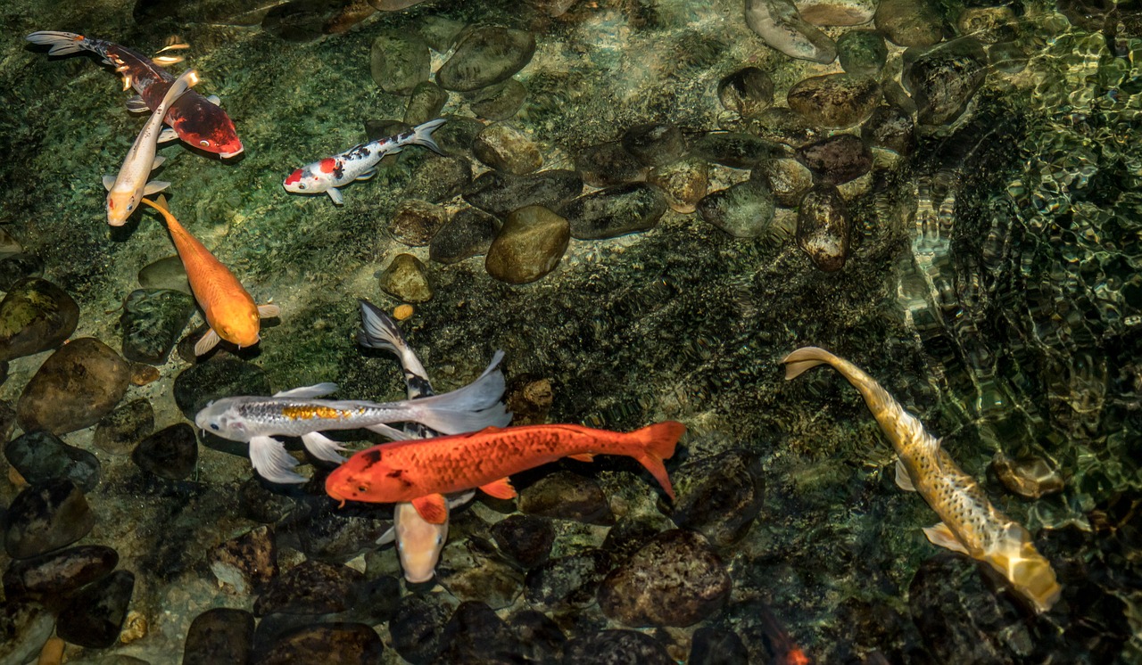 三明錦鯉池維護（錦鯉魚池日常維護）