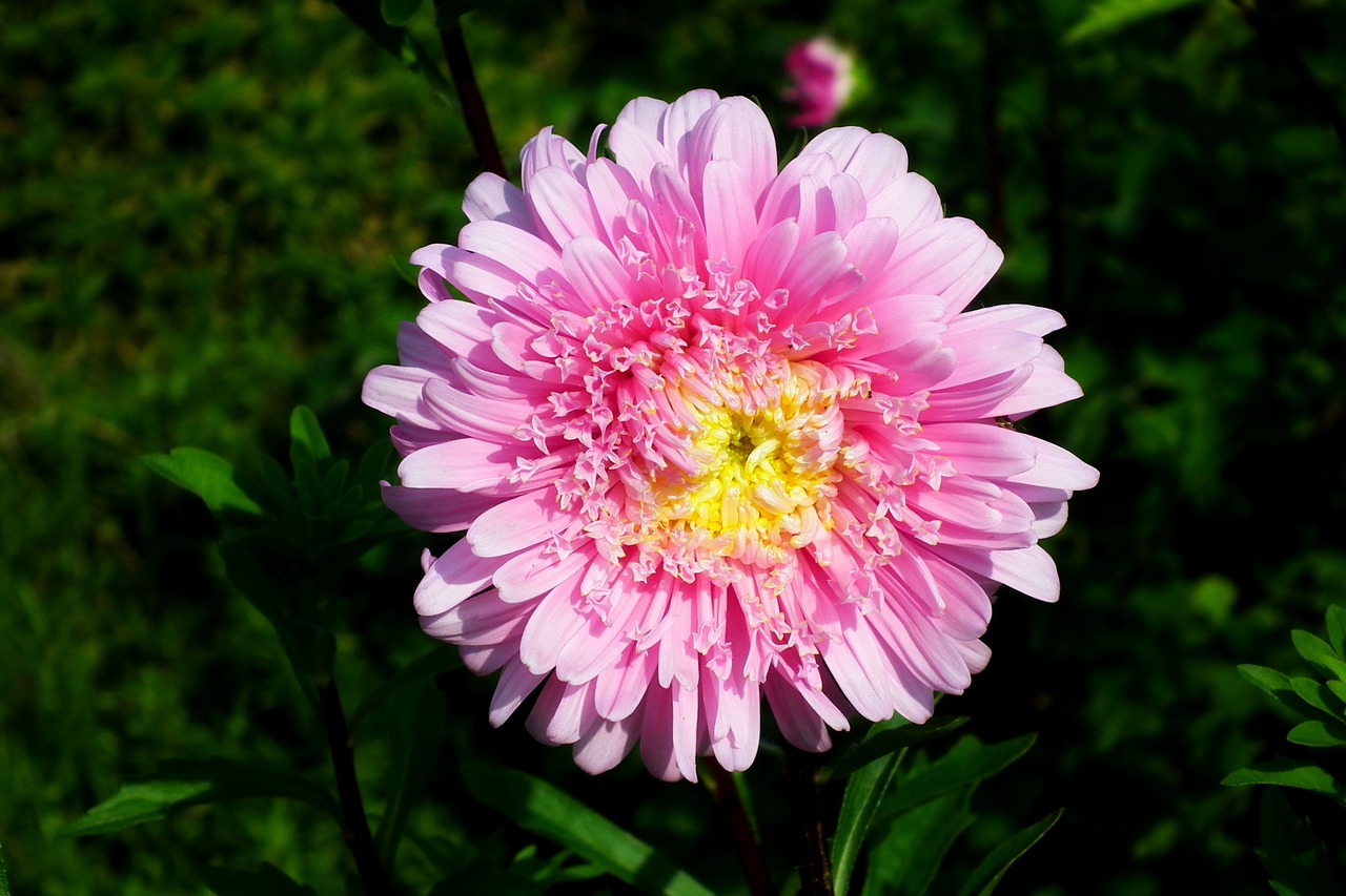 瀘縣福集鎮(zhèn)余氏花卉銷售中心（瀘縣福集鎮(zhèn)余氏花卉銷售中心電話） 全國水族館企業(yè)名錄 第1張