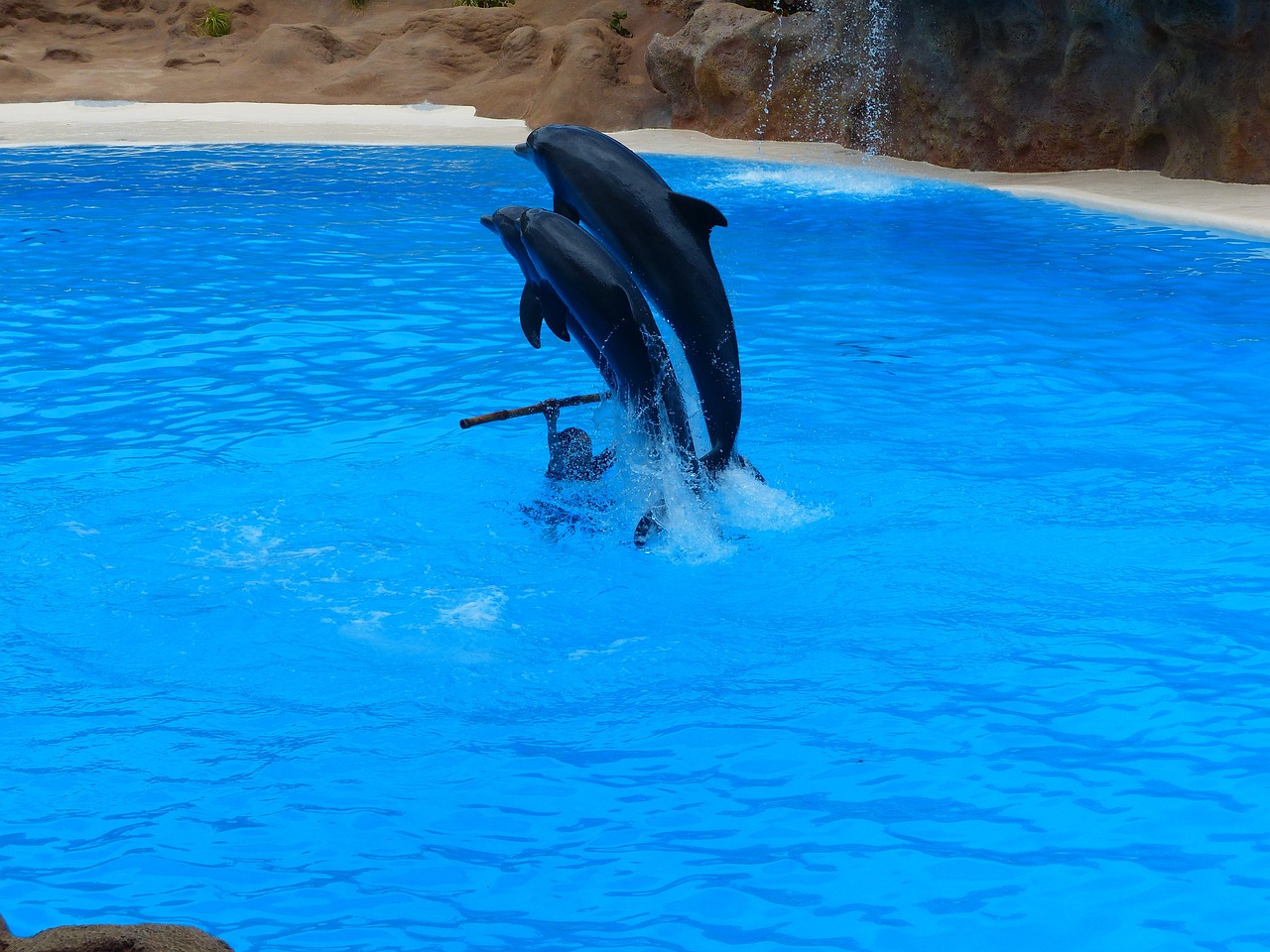 城陽區(qū)最受歡迎的水族館——城陽天天鑫水族館