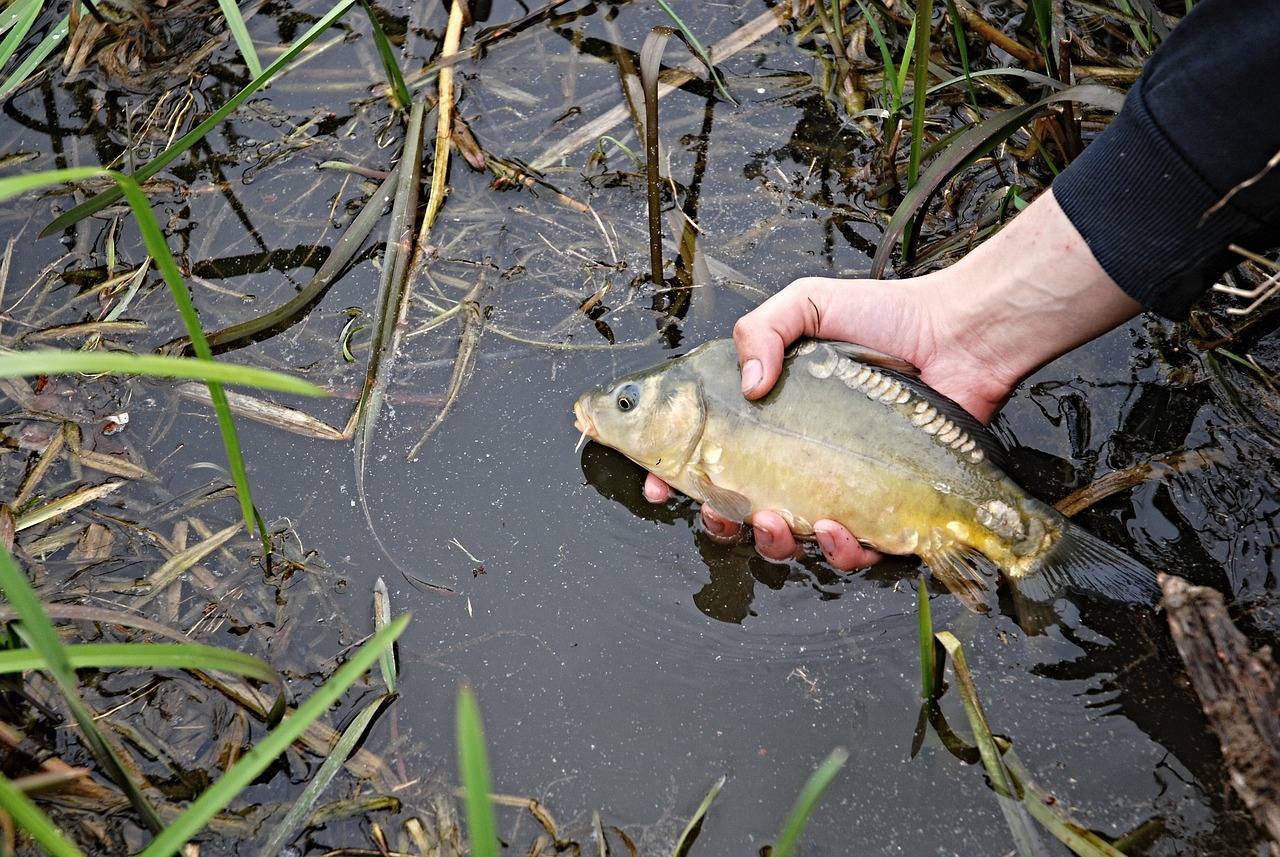 毛毛魚是用什么魚做的魚，哪種魚能解饞還能做下酒菜 祥龍赫舞紅龍魚 第3張